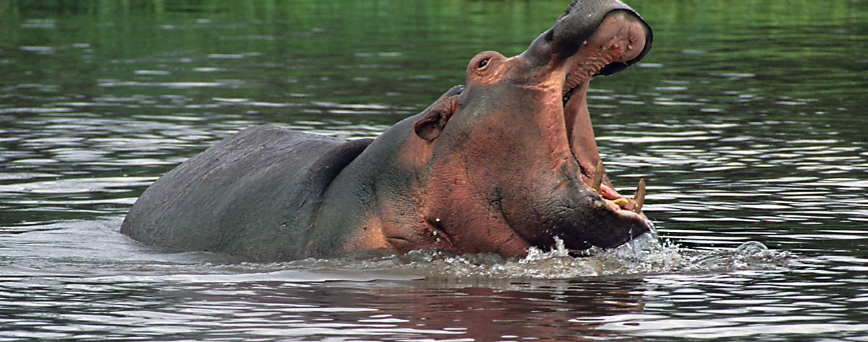 Day 7: Lake Manyara & Departure